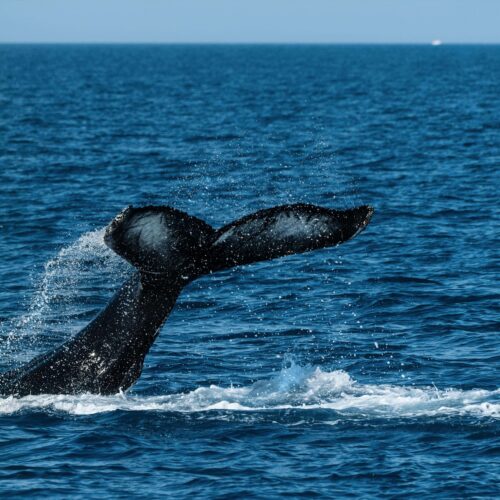 Whale Watching